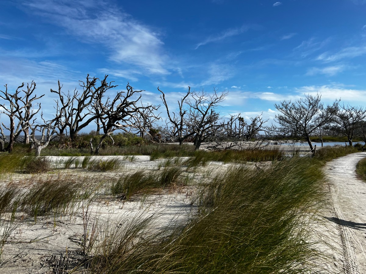 Georgia Swamps and Barrier&nbsp;Islands